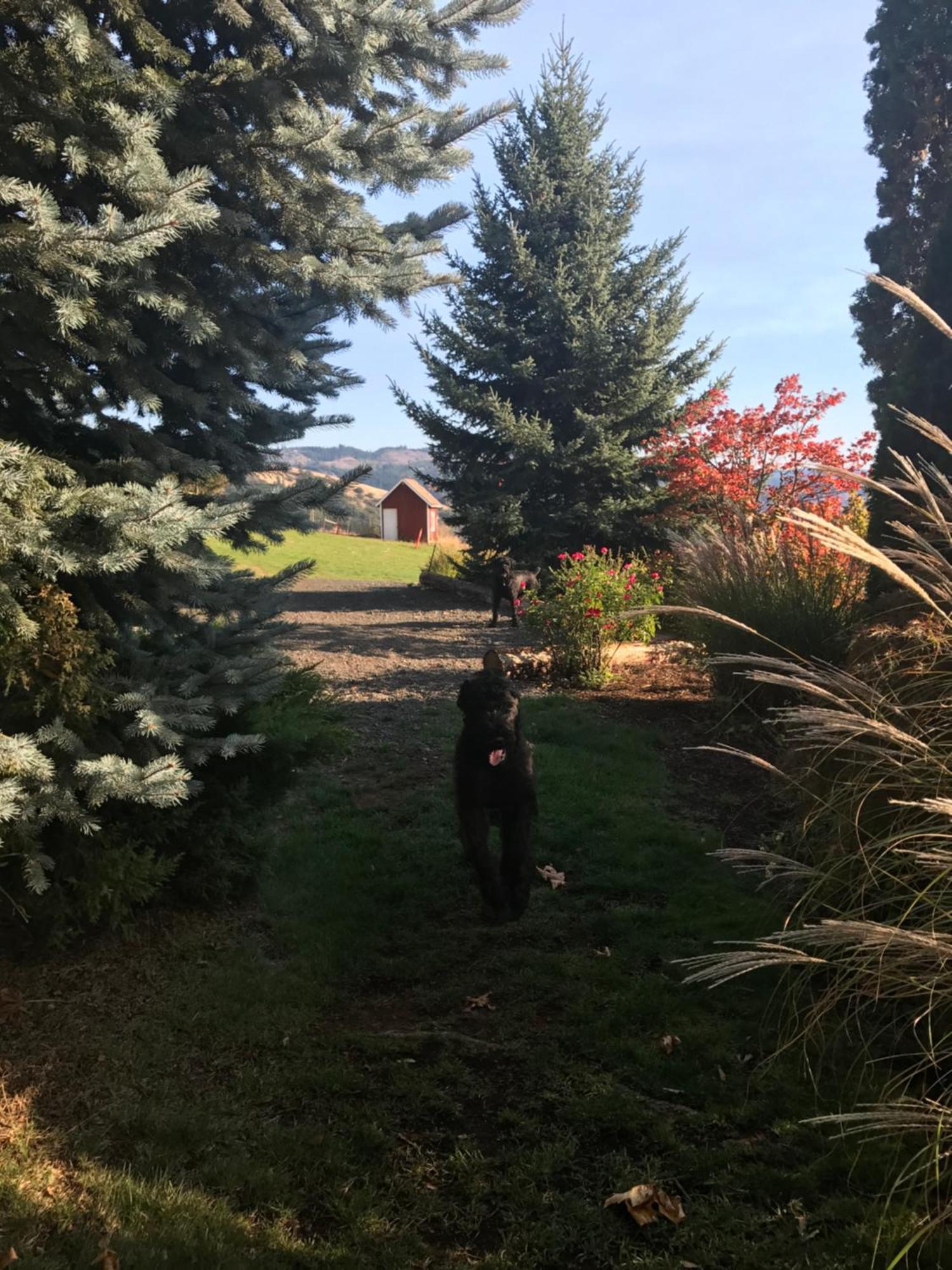 Husum Highlands Bed And Breakfast Bagian luar foto